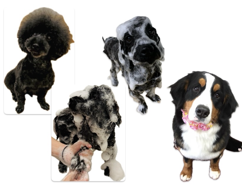 訪問型トリミングMyBoo 2