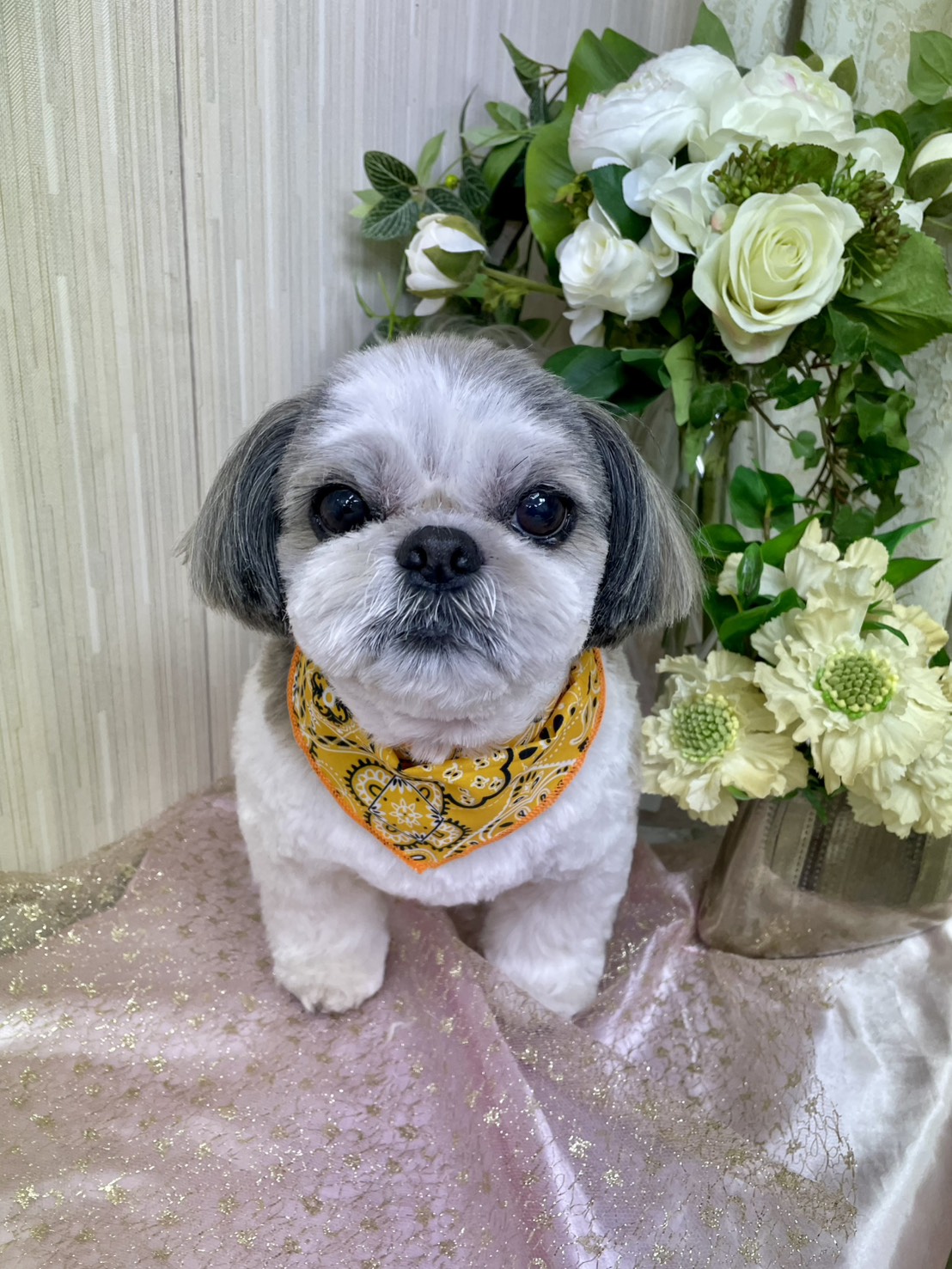 ペットサロン ビューティワン 5