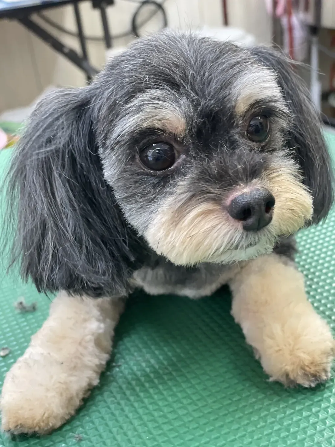 ペットサロン ビューティワン 2