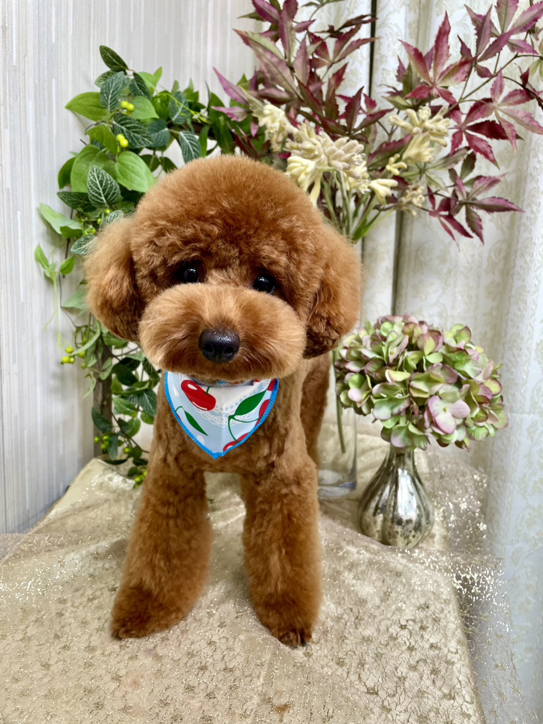 ペットサロン ビューティワン 3