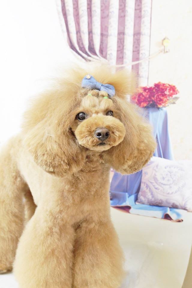 トリミングサロン ワンワンサロン　MOMOTAのトリミングカット-2658の1枚目