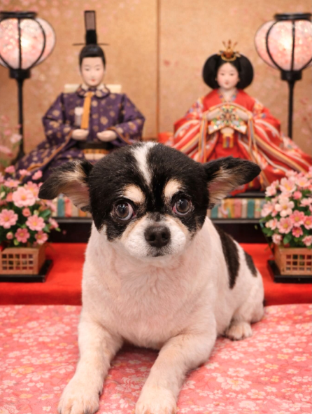 犬床屋あんじ 3