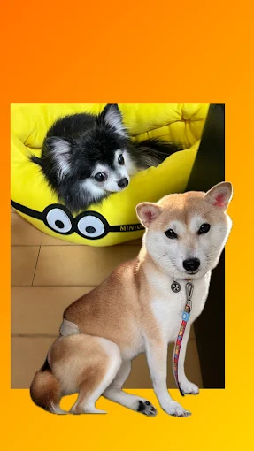 犬床屋あんじ 2