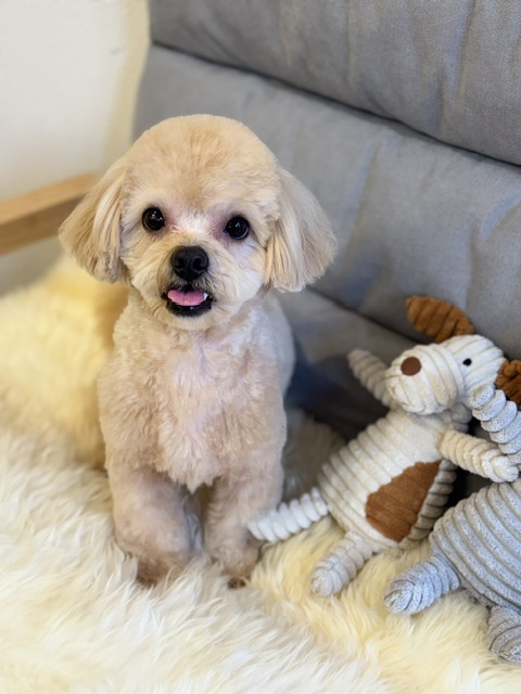 Dog Salon &me 3