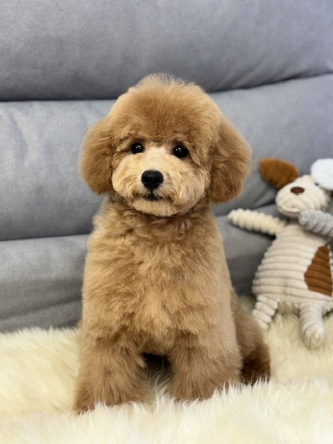 Dog Salon &me 11