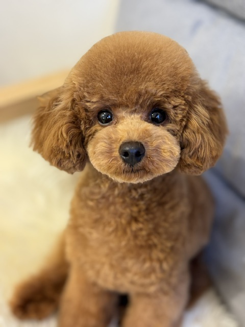 Dog Salon &me 5