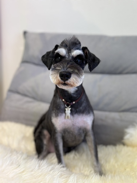 Dog Salon &me 14