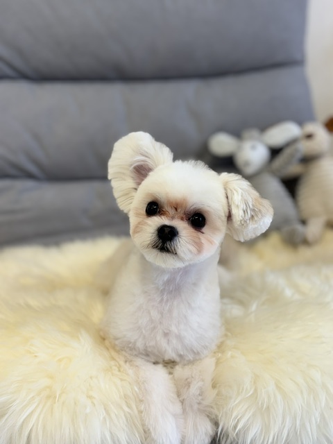 Dog Salon &me 13