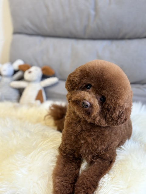 Dog Salon &me 7