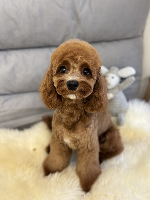 Dog Salon &me 6