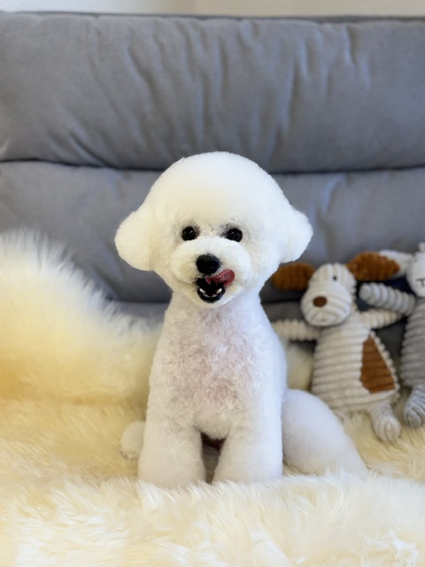 Dog Salon &me 15