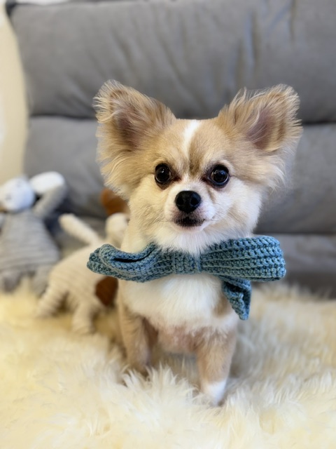 Dog Salon &me 9