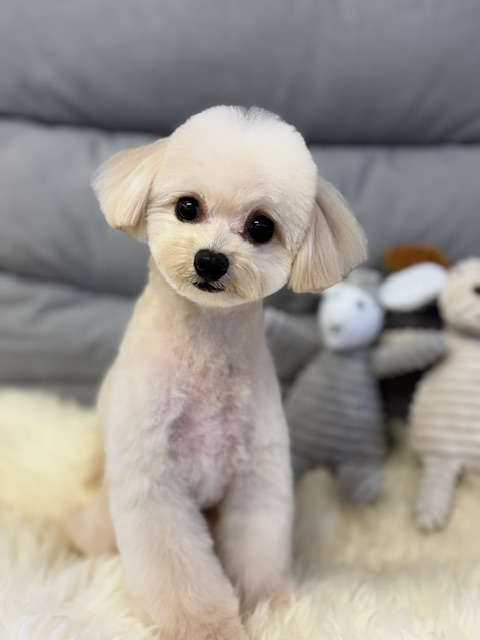 Dog Salon &me 12