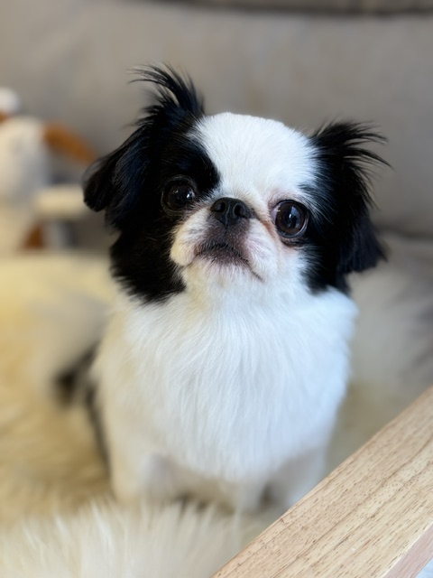 Dog Salon &me 8