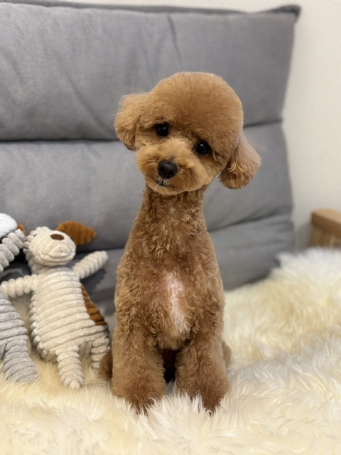 Dog Salon &me 10