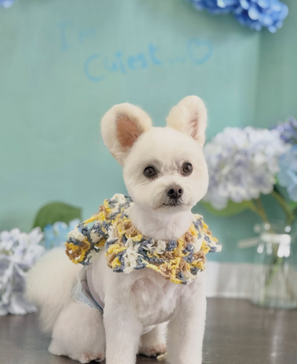 マルチーズのトリミングカット MAHANA Dog Salonの1枚目