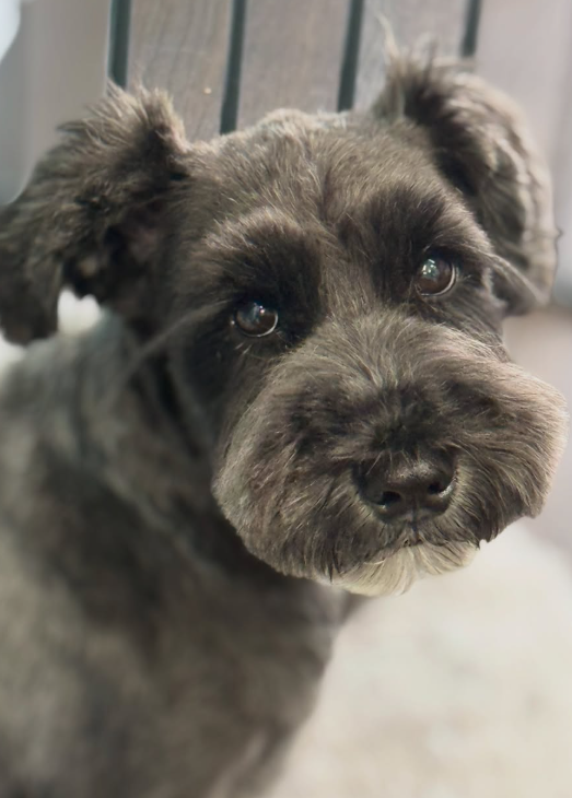 ミニチュアシュナウザーのトリミングカット MAHANA Dog Salonの2枚目