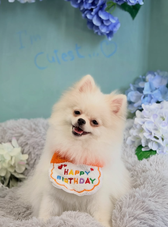 ポメラニアンのトリミングカット MAHANA Dog Salonの2枚目
