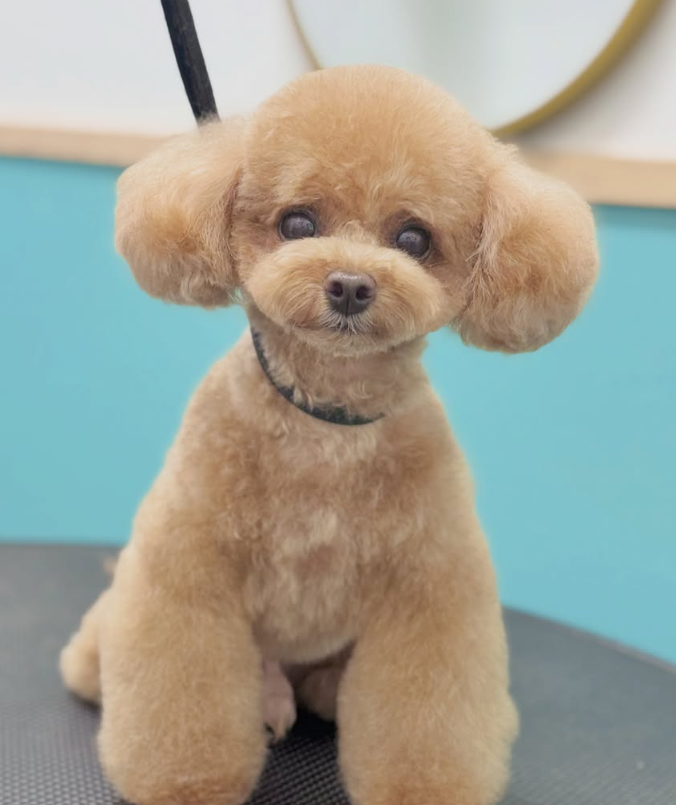 トイプードルのトリミングカット MAHANA Dog Salonの3枚目