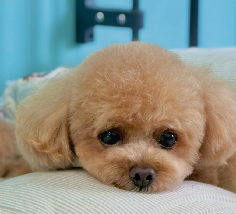 トイプードルのトリミングカット MAHANA Dog Salonの2枚目