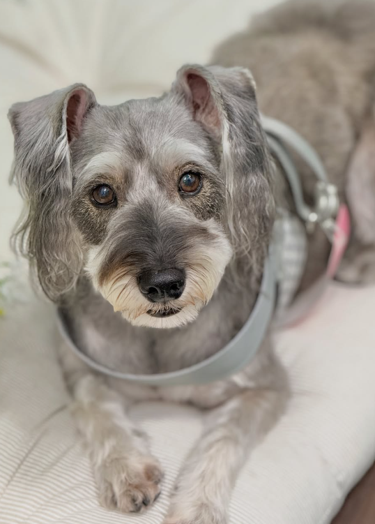 ミニチュアシュナウザーのトリミングカット MAHANA Dog Salonの2枚目