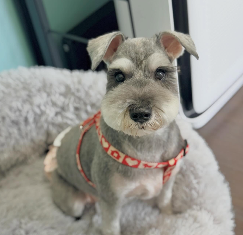 ミニチュアシュナウザーのトリミングカット MAHANA Dog Salonの2枚目