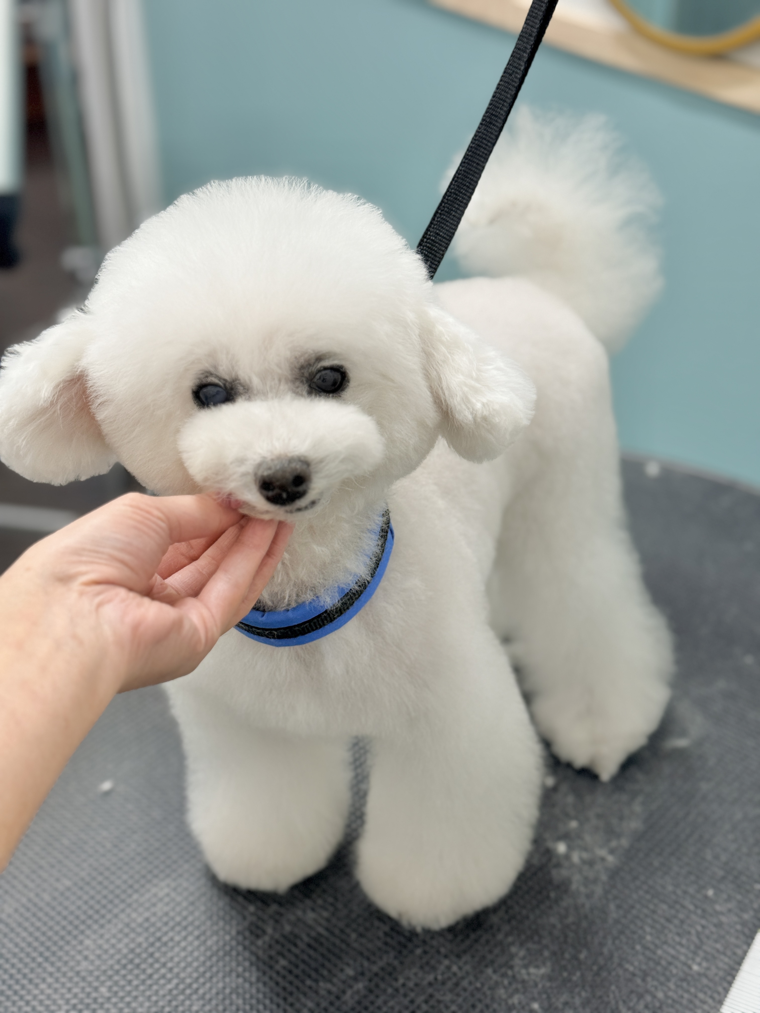 MAHANA Dog Salon 2