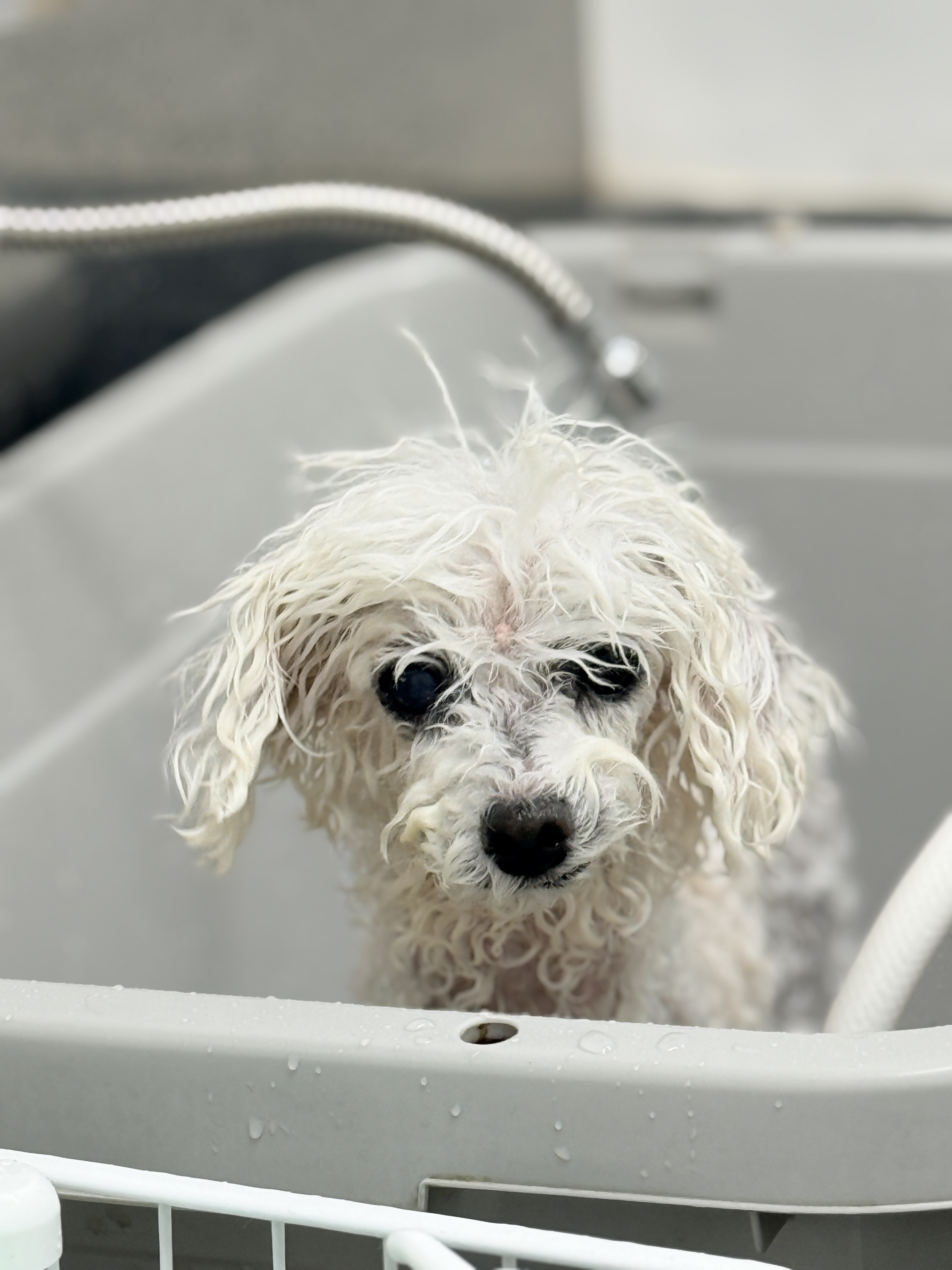 MAHANA Dog Salon 3