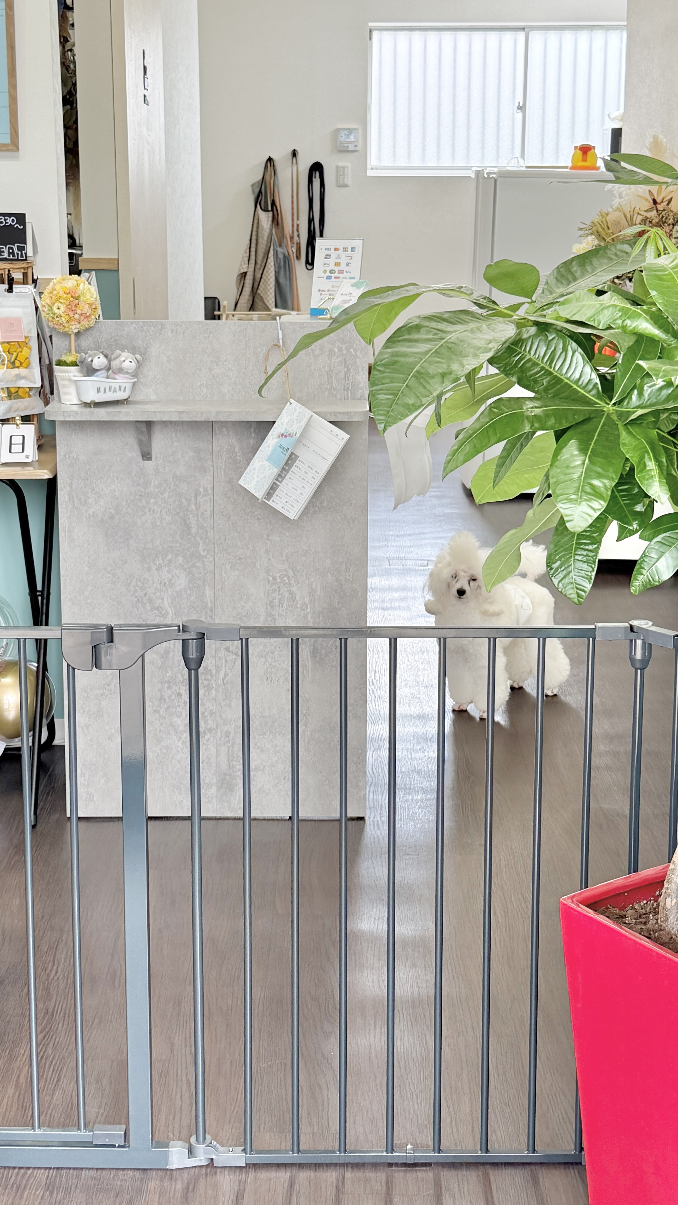 MAHANA Dog Salon 4