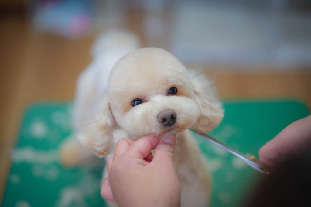 pet salon PetitAnge 3