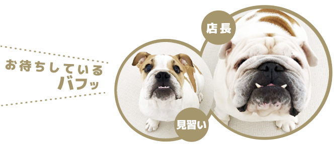 ドッグサロンBullsHome 3