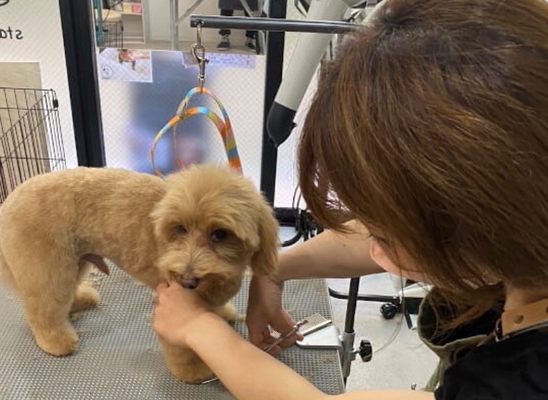 R2 dog salon　浮間舟渡店 2