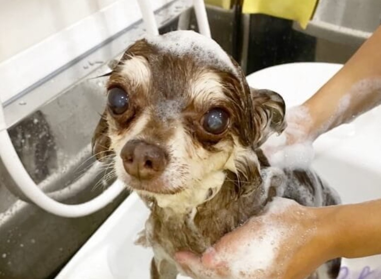 R2 dog salon　浮間舟渡店 3