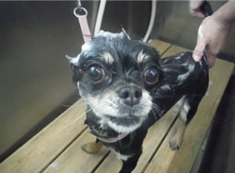 わんこ専門HostFamily　薬師店 4