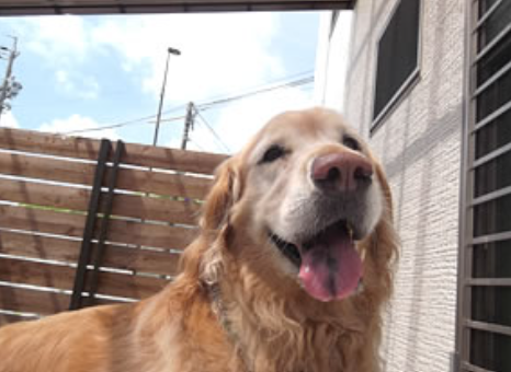 わんこ専門HostFamily　薬師店 3