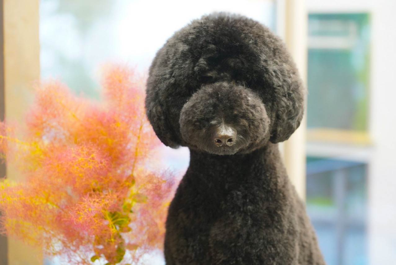 Peace Dog WAON 3