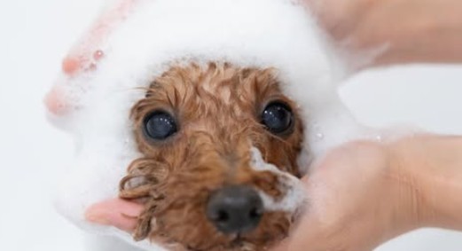 dogsalon cuddle 2
