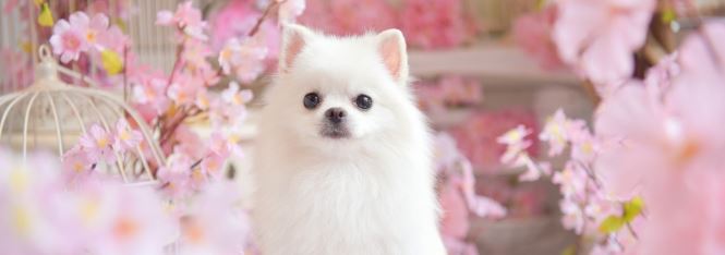 dog salon chocolat 2