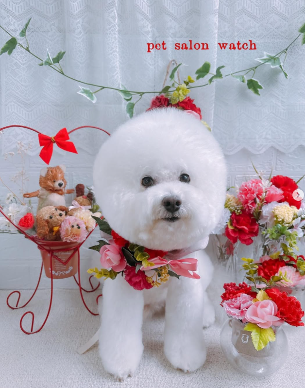 ビションフリーゼのトリミングカット PetSalonWatchの1枚目