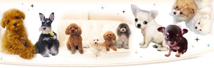 Dog&Cat専門店ポッケ常滑店 3