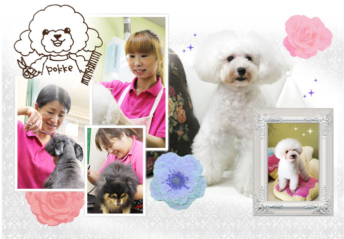 Dog&Cat専門店ポッケ常滑店 2