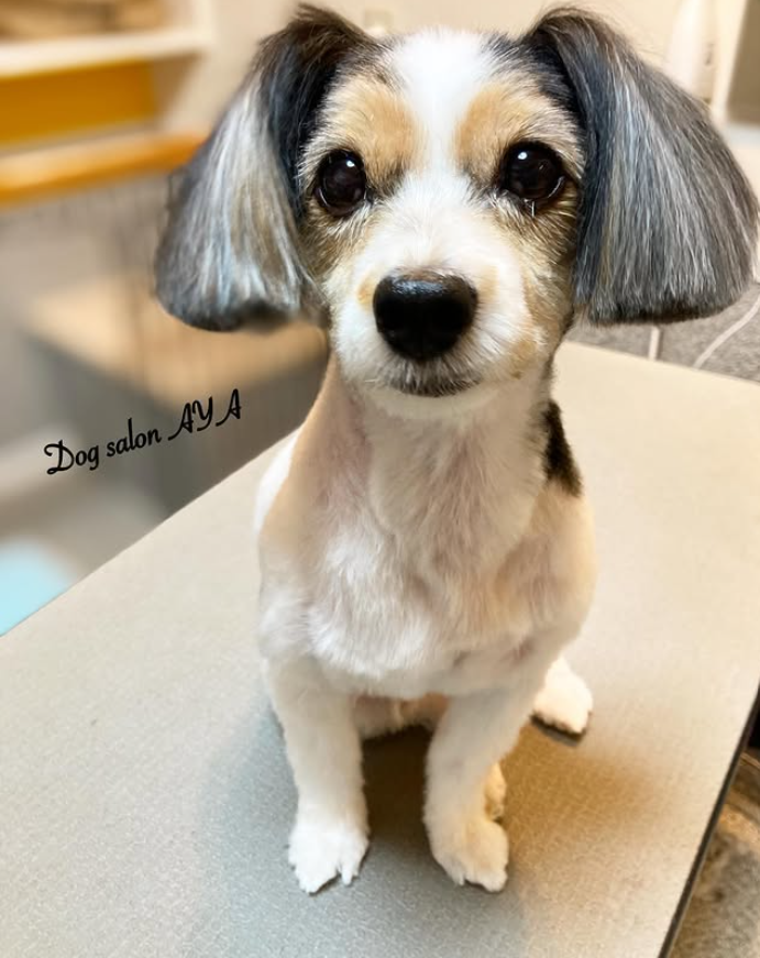チワックス (チワワ×ミニチュアダックスフンド)のトリミングカット DogsalonAYAの1枚目