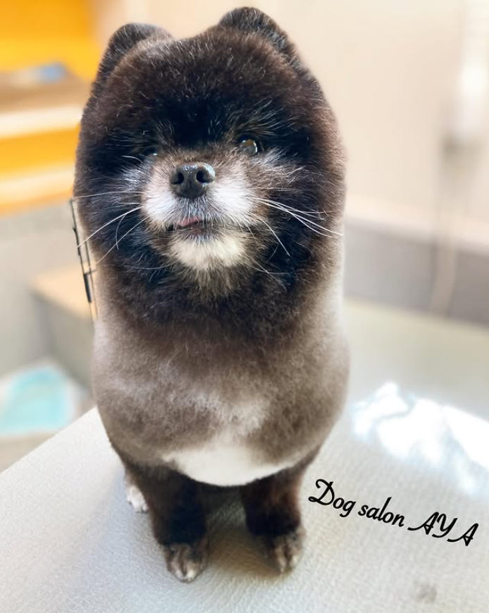 ポメラニアンのトリミングカット DogsalonAYAの1枚目