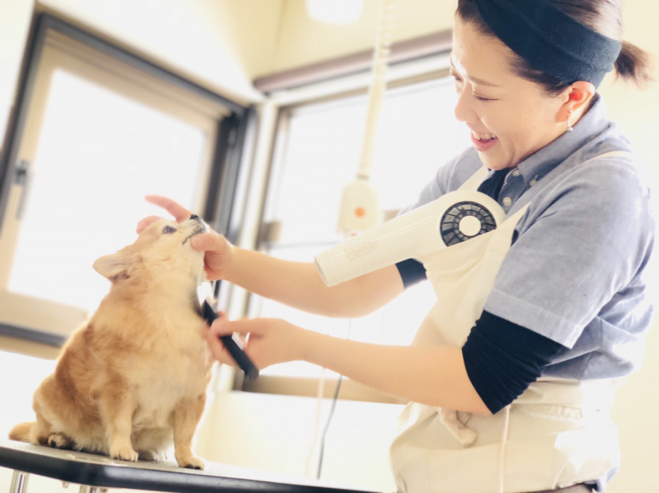 DogsalonAYA 1