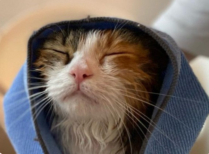 ねこべや港区本店 2