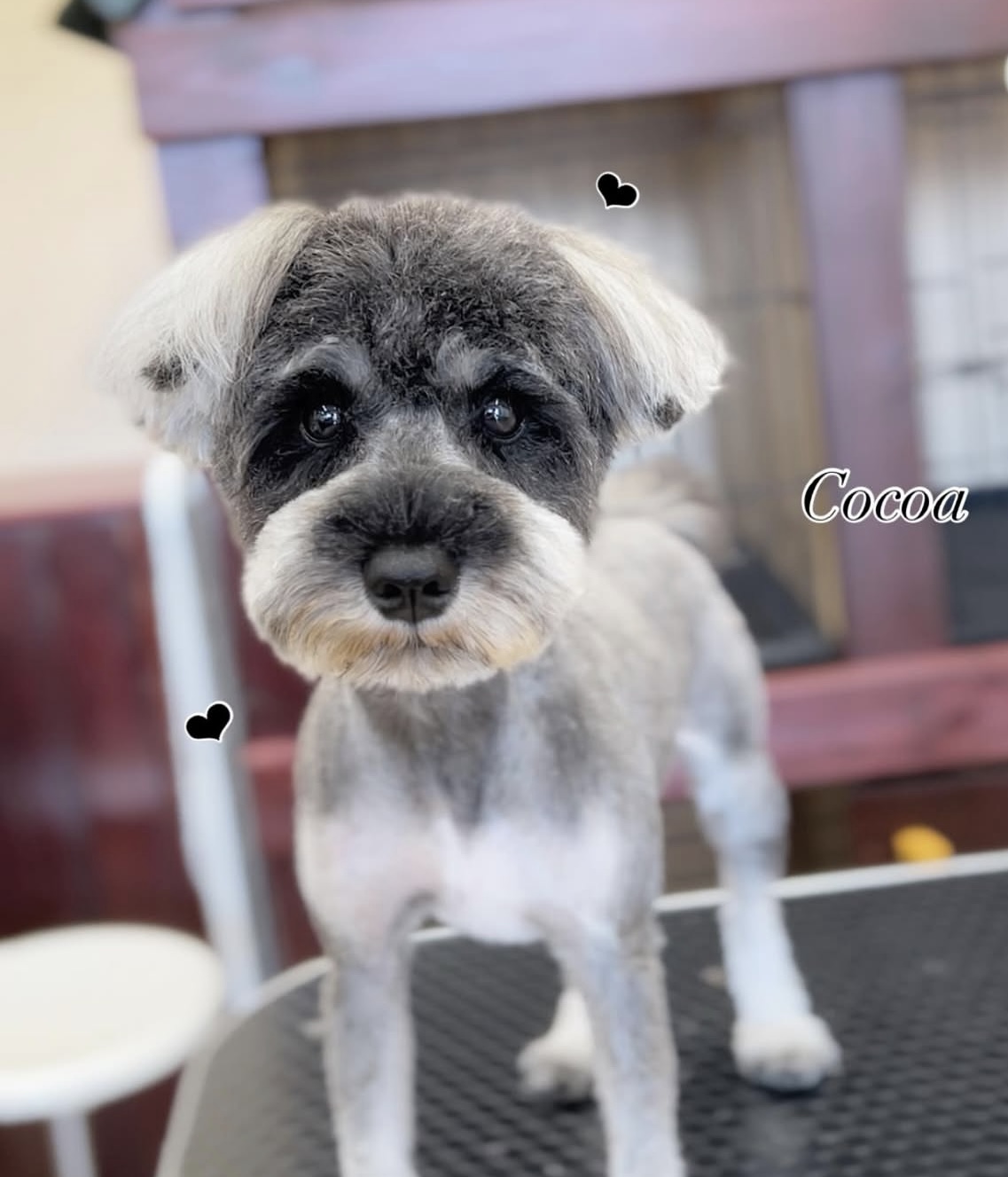 愛犬美容室QunQun　スーパーサンシ菰野店 3