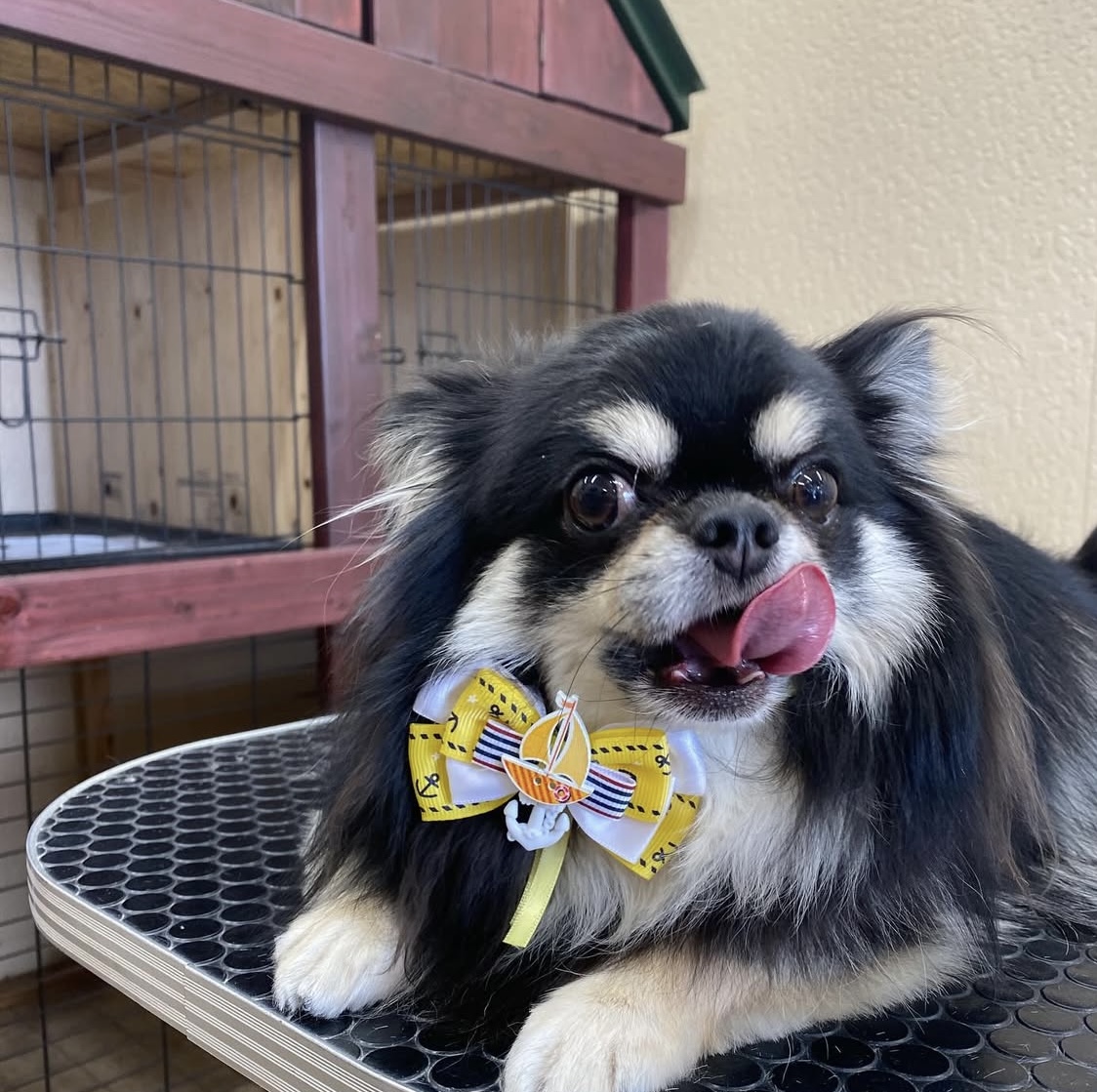 愛犬美容室QunQun　スーパーサンシ菰野店 2