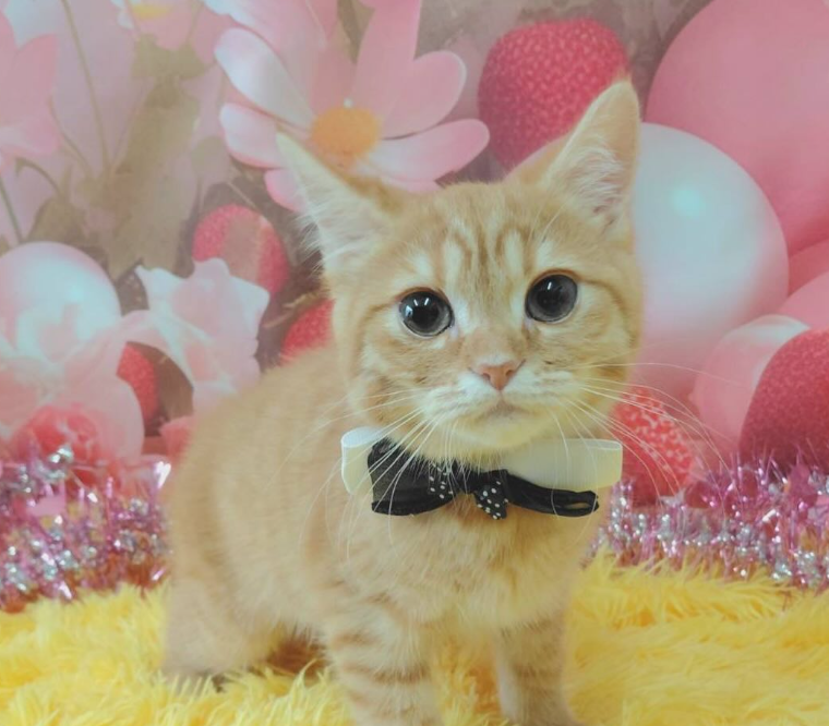 トリミングカット キャッテリーVIVITの1枚目