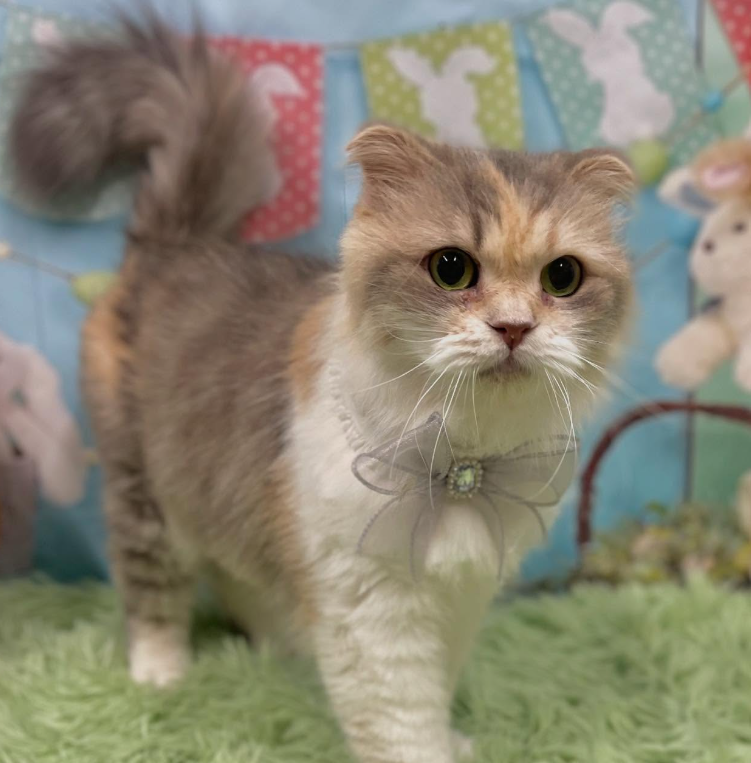 トリミングカット キャッテリーVIVITの1枚目