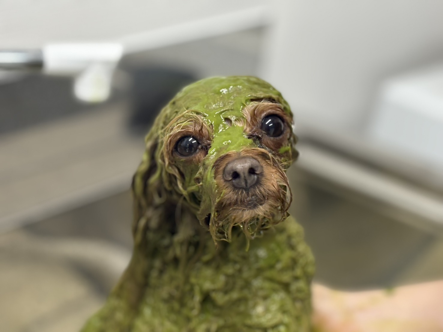 PETDESIGN名古屋みなと店 2